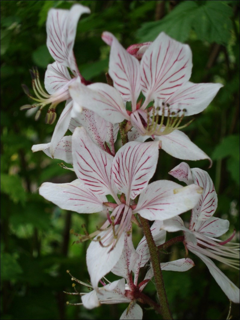perennial gasplant