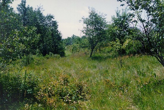 prairie