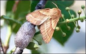 tent caterpillar