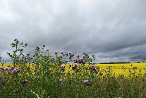 summer rural scene pic