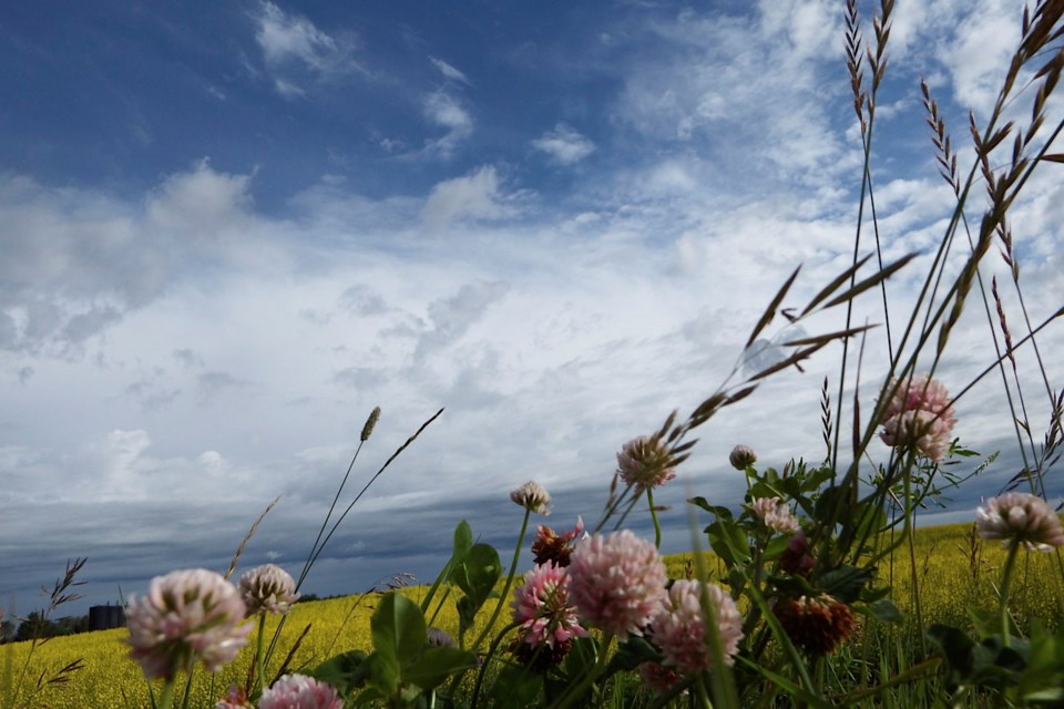 summer rural scene pic