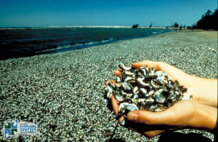 zebra mussels