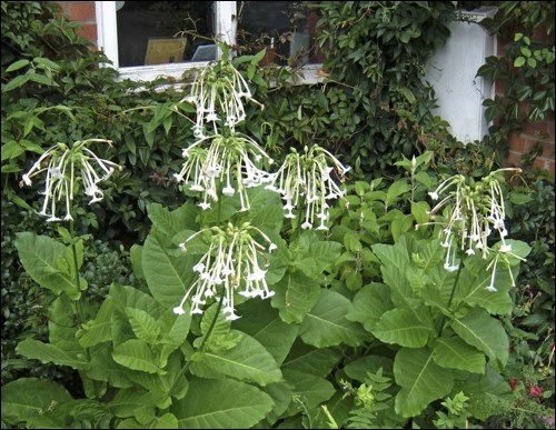 White Shooting Star flowering tobacco. Photo by Steve Law