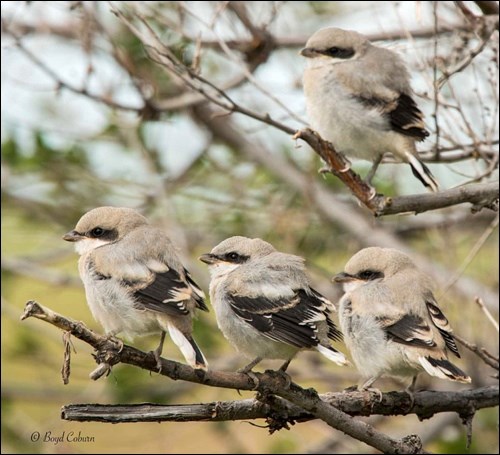 Juvenile loggerhead shrikes are exploring the world around their nests. Photo by Boyd Coburn