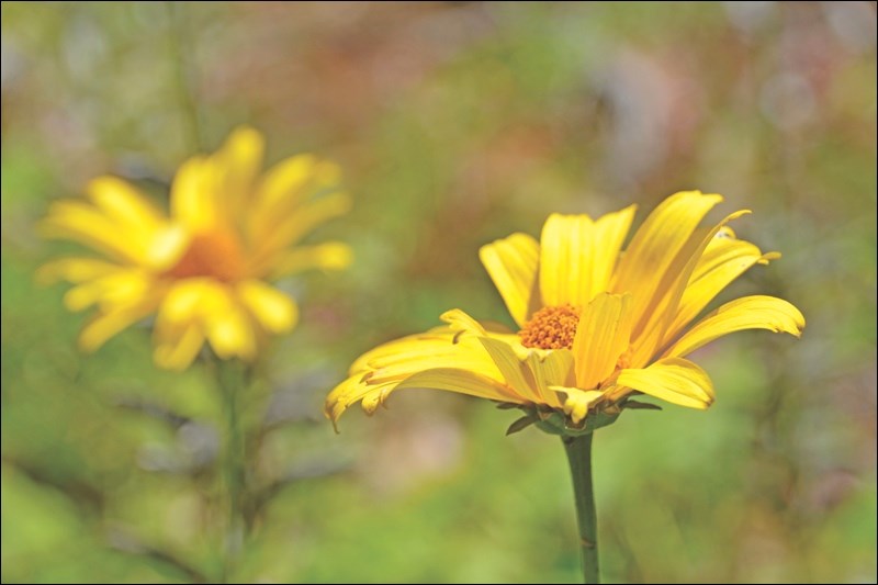 False sunflower