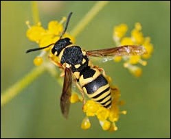 wasp