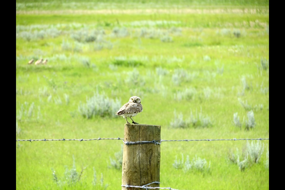 An adult burrowing owl with young “bobbers” in the background. Photos by Kaytlyn Burrows