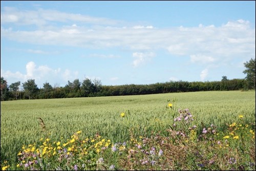 summer rural scene pic