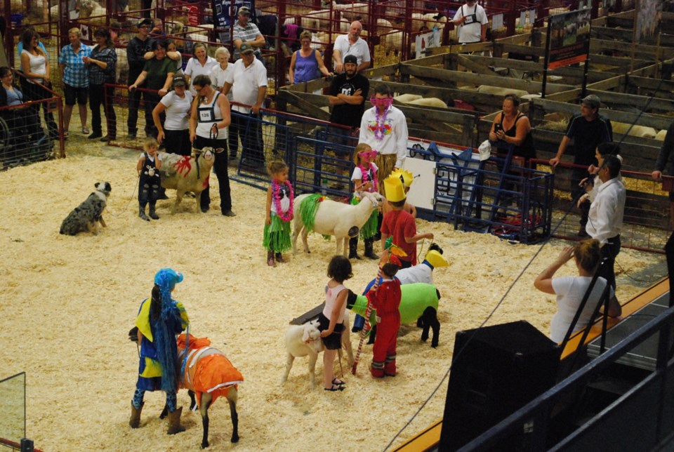 Sheep show for the dogs