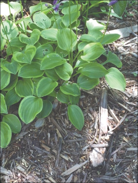 Northern Gardening