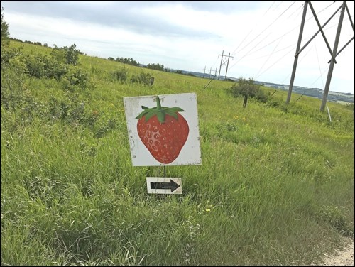 strawberry zinchuk