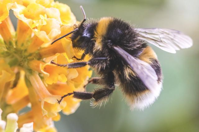 bumble bee