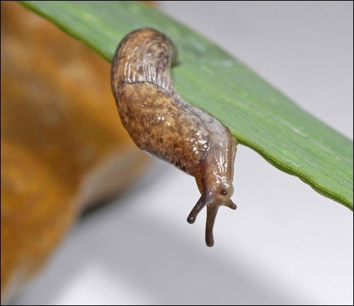 A grey garden slug defying gravity by hanging upside down.
