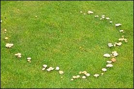 fairy ring