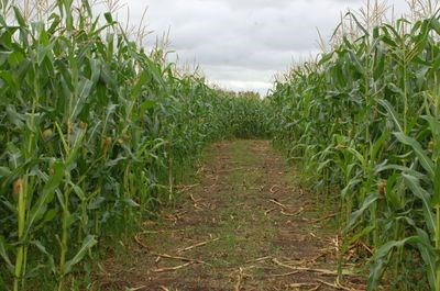 The Town of Preeceville created a corn maze west of town. The maze opened August 17.