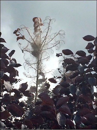 fall webworm