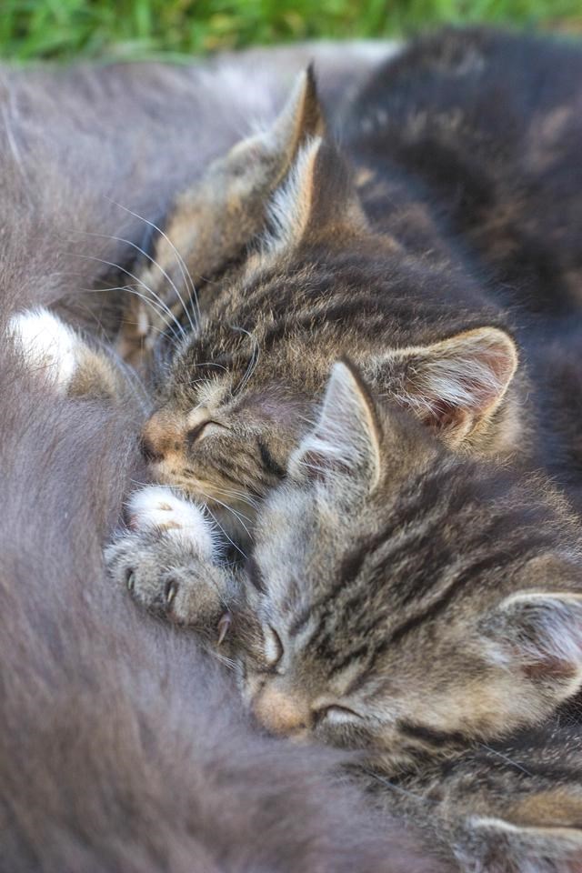 kittens