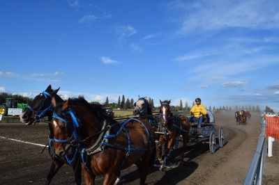 Buddy Prouse rode his chuckwagon in the races during the Canora Ag Days.