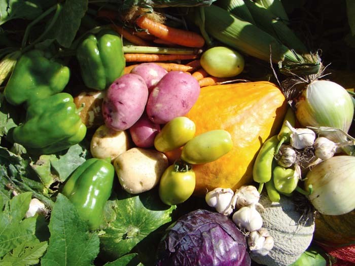 Vegetable Harvest
