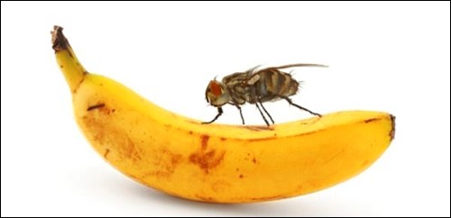 fruit fly