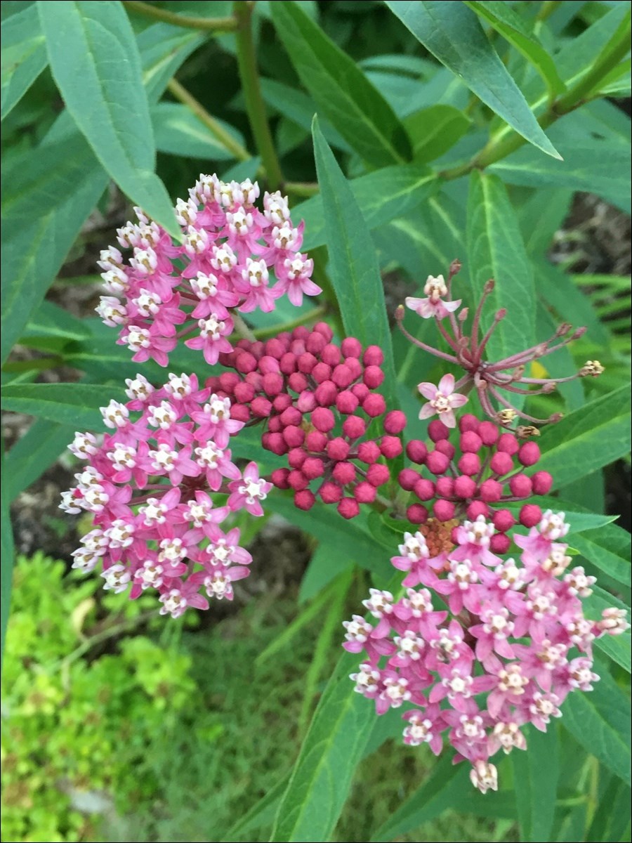 Swamp milkweed