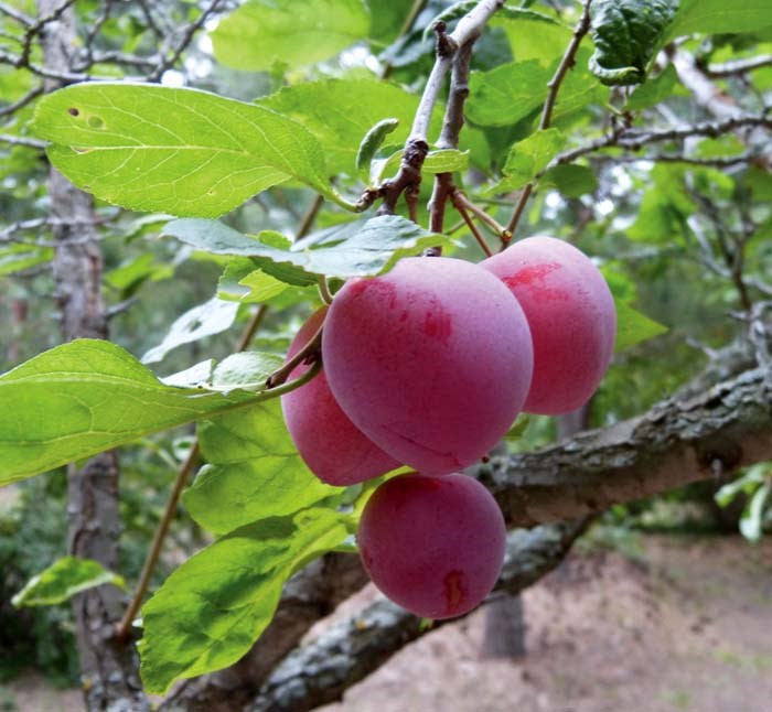 Plum Tree