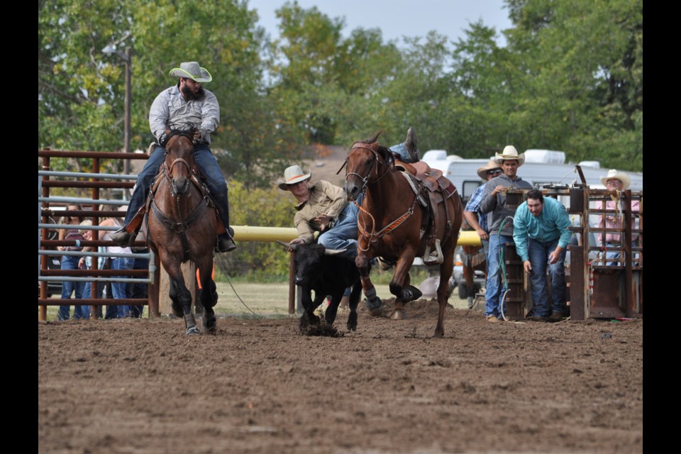 Manitoba cowboy Anthony Potvin leaps onto his target in the steer wrestling event at the Estevan CCA Rodeo on Saturday.
