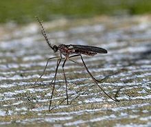 Cecidomyiidae or miniature flies lay eggs in fruits which emerging larvae feed on.