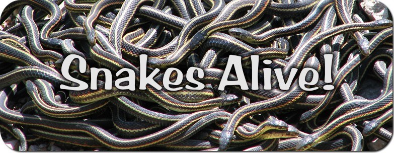 Snakes Alive