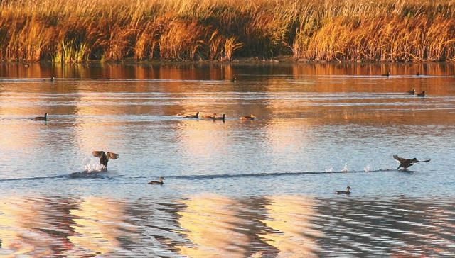 Ducks on pond