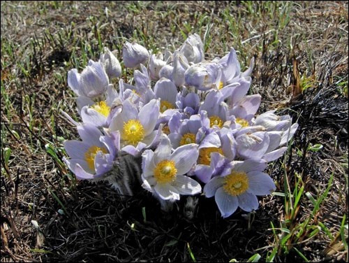 crocus