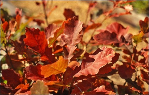 The bur oak exhibits red fall foliage. Photo by Sara Williams