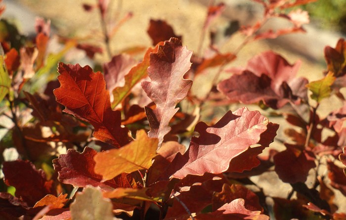 Oak Red Foliage