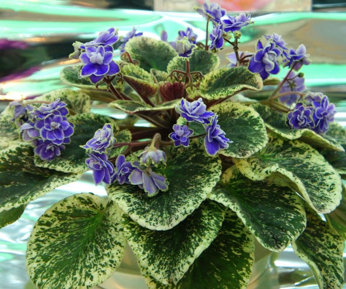 African Violet