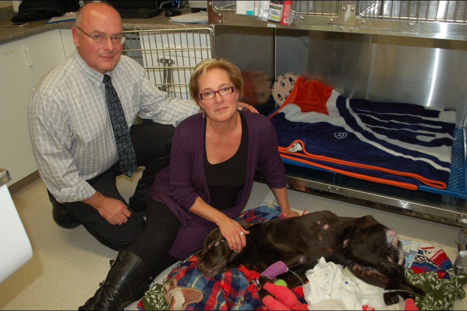 Bruno on the fourth day of his recovery with owners John and Cindy Billesberger.