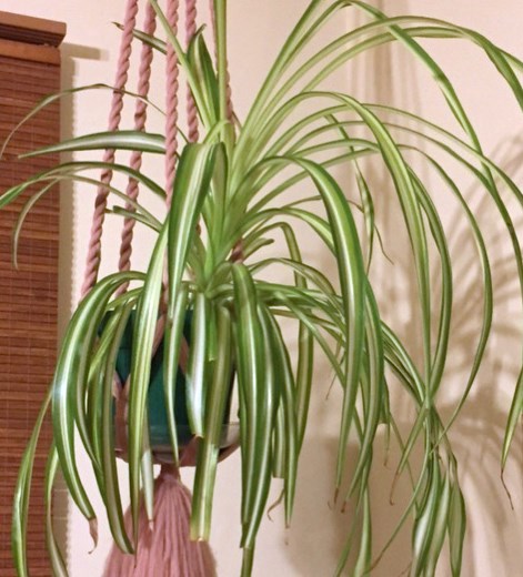 Spider plant
