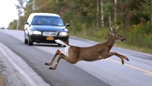 wildlife roads