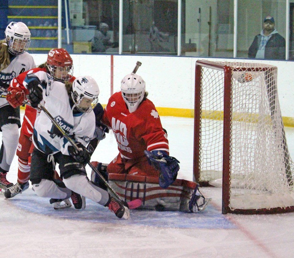 Sharks Hounds Sunday