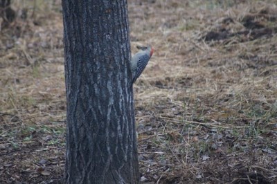 A red-bellied woodpecker was sighted at the home of Michael and Kathleen Pitt of Preeceville.