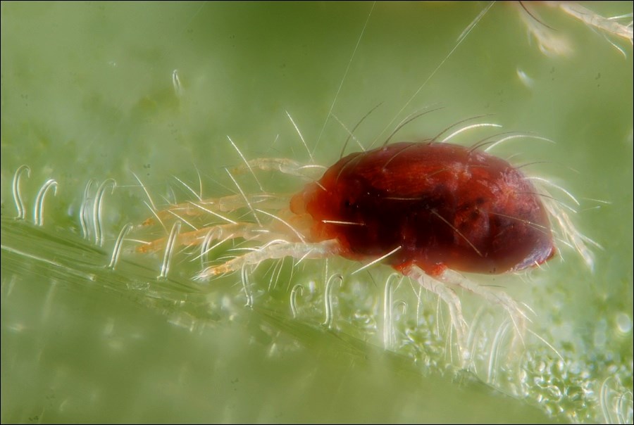 A spider mite