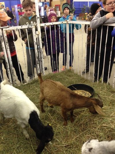 Students from Canora Junior Elementary School encountered many different animals, including the goats in this pen.