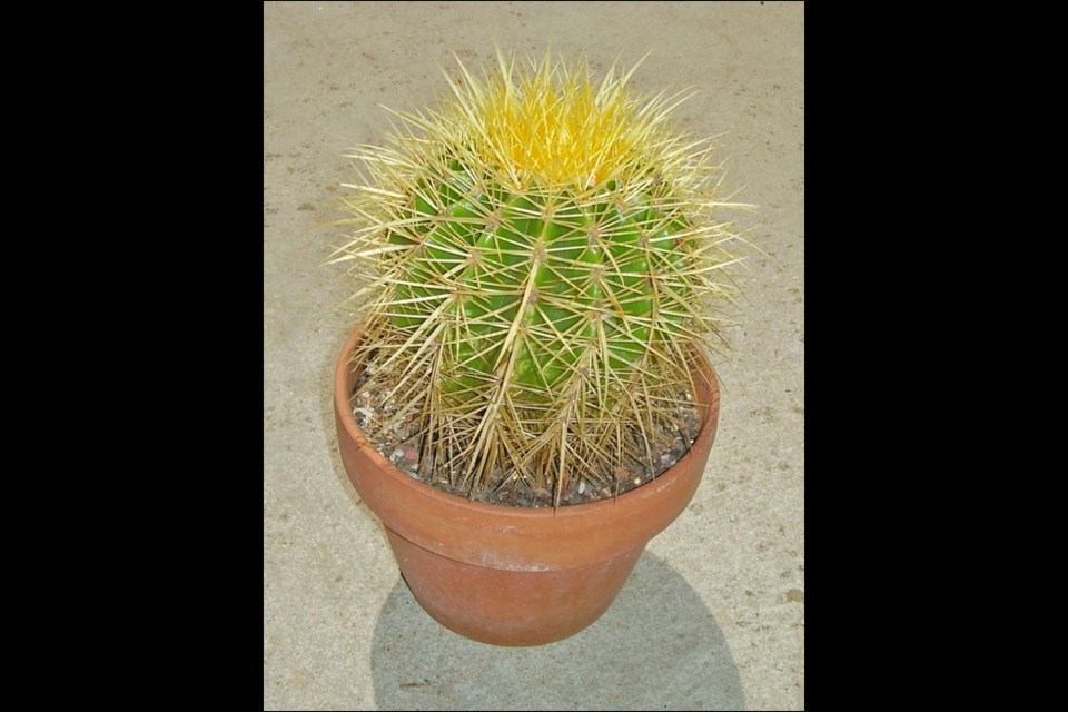 A golden barrel cactus. Photo by Joey Martoni