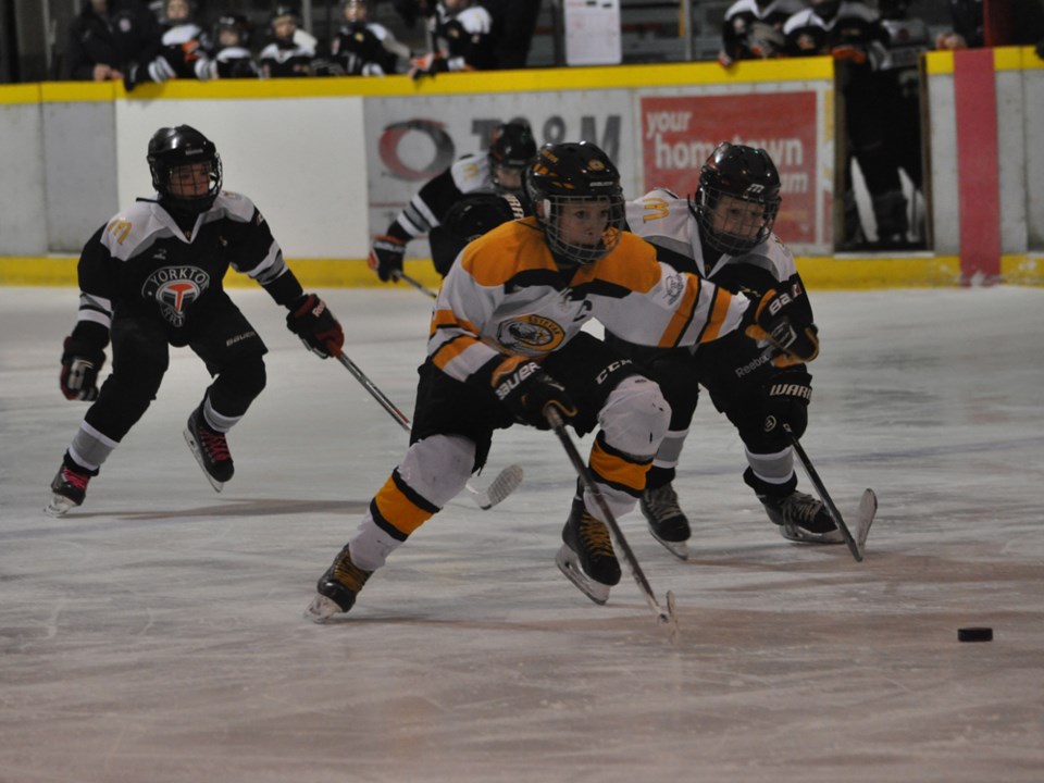 atom bruins terriers nov 2016