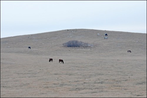 Community wants to see wandering horses dealt with_2