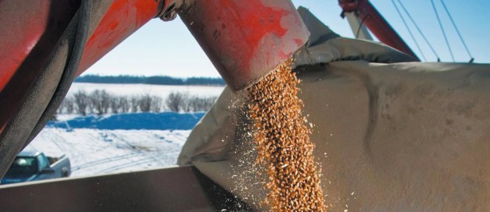 Salvaging cereal crops for forage