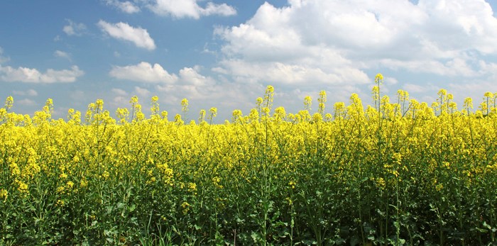 Canola Oil