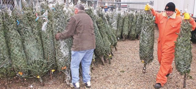 Young Fellows tree lot