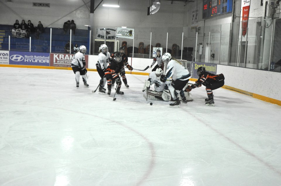 Sharks Bears