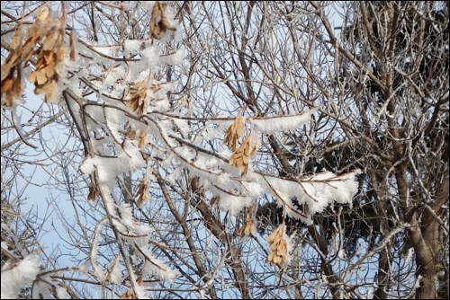 winter rural scene pic