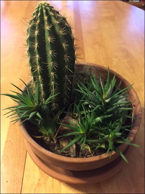 cactus and haworthia